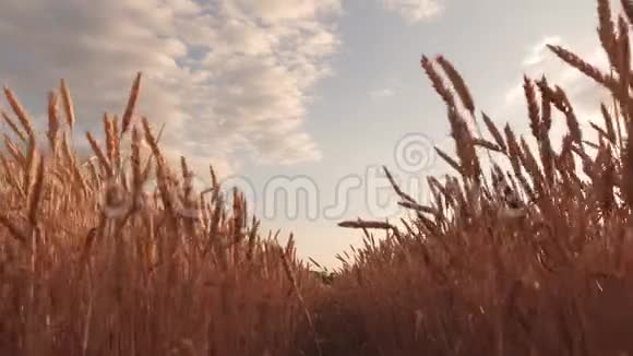 美丽的天空农村的云彩覆盖着麦田成熟的谷物收获对抗天空麦穗摇视频的预览图