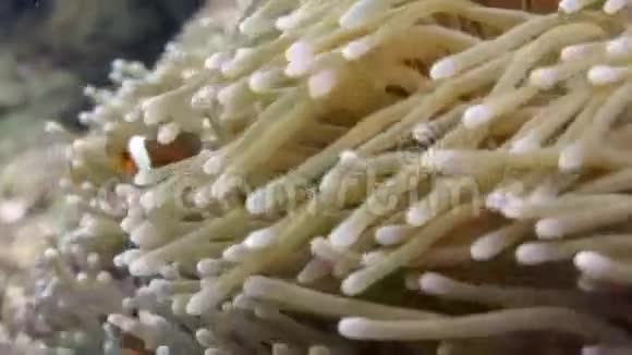海葵小丑鱼视频的预览图