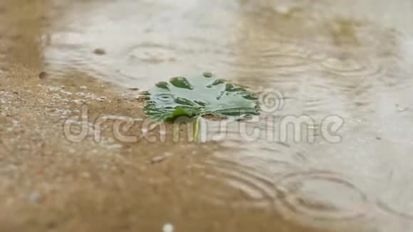 在温暖的夏雨下一片绿叶在一池水中慢动作视频的预览图