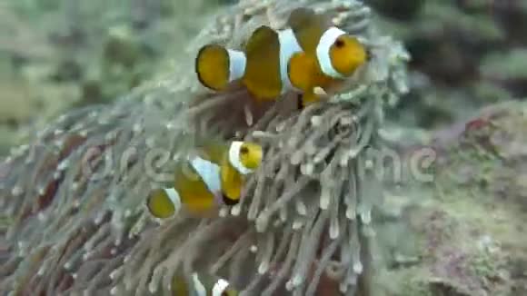 海葵小丑鱼视频的预览图