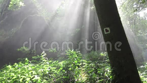 森林里的薄雾和阳光视频的预览图