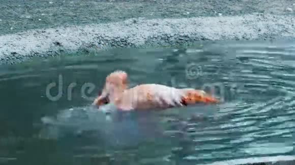 火烈鸟在水里洗澡把头伸进水里溅起水花视频的预览图