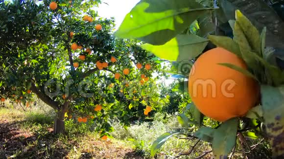 桔子挂在果园的树枝上水果种植园中成熟多汁的橙子和橘子的特写镜头橘子视频的预览图