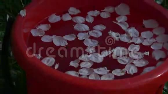 春天的红色塑料桶苹果树花瓣和水视频的预览图