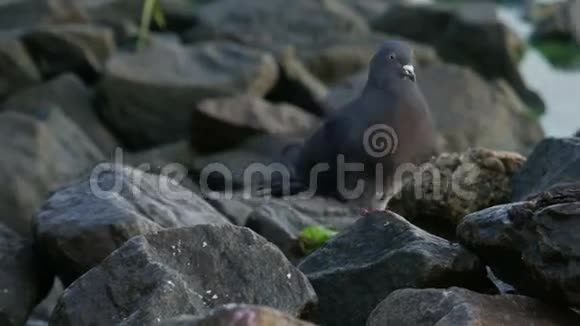 鸽子在河边的岩石吃东西视频的预览图