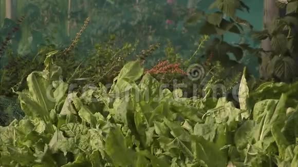 温室里的绿叶植物视频的预览图