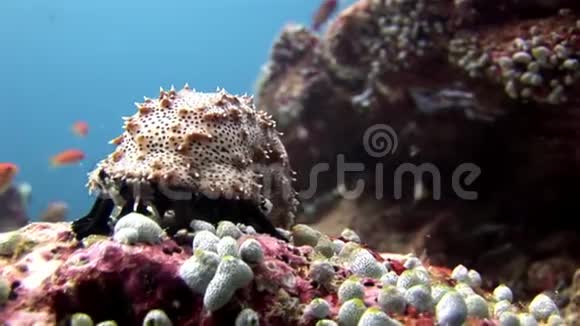 马尔代夫海底神奇海底背景下的海参视频的预览图