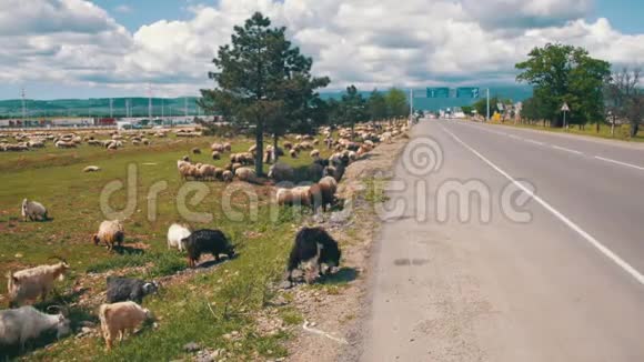 在公路附近的田地里放牧的羊群视频的预览图