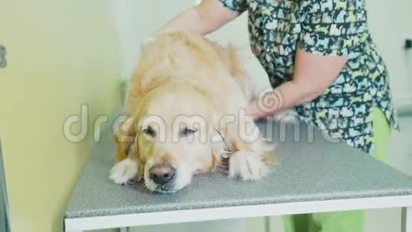 一家兽医医院里的狗躺在沙发上看上去很悲伤视频的预览图