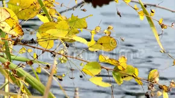水的风忧郁的平静的炎热的清新的清新的空气的树枝的大自然的海岸的秋天的亚洲的秋天的秋天的彩色的树枝耶视频的预览图