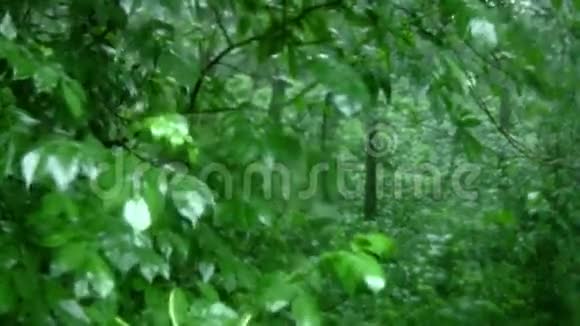 森林里的雨视频的预览图