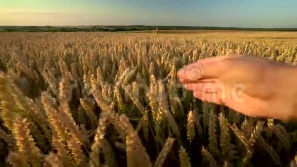 在阳光明媚的秋日人们用手摸着金黄色成熟小麦的小穗有机黑麦穗摇摆视频的预览图