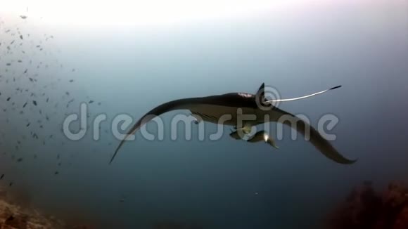 曼塔雷和雷莫拉鱼水下背景反射太阳在马尔代夫视频的预览图