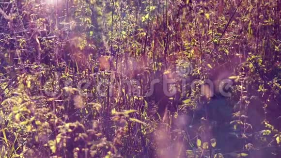 在阳光下草上美丽的薄纱闪光太阳和透镜耀斑视频的预览图