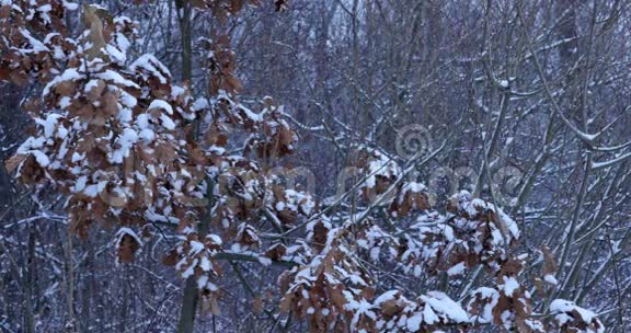 冬天的细节树枝上的雪和黄叶视频的预览图