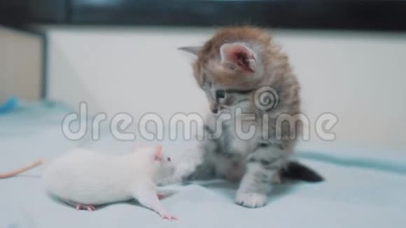 小灰猫和白鼠互相嗅着有趣的稀有视频老鼠老鼠和可爱的小猫友谊宠物视频的预览图