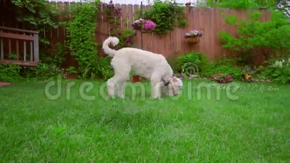 白狮子狗嗅着动物行走的草后院花园里可爱的宠物视频的预览图