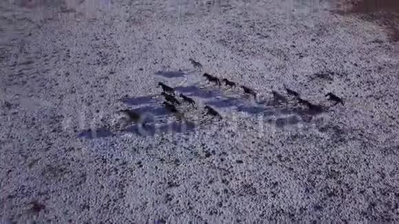 野马群在草地上飞过雪原自然野生动物美种马视频的预览图