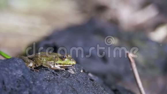 那孩子在河边抓到了一只绿色的青蛙慢动作视频的预览图