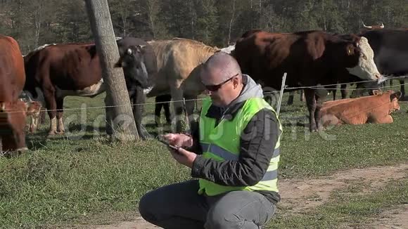 农民在奶牛附近使用平板电脑视频的预览图
