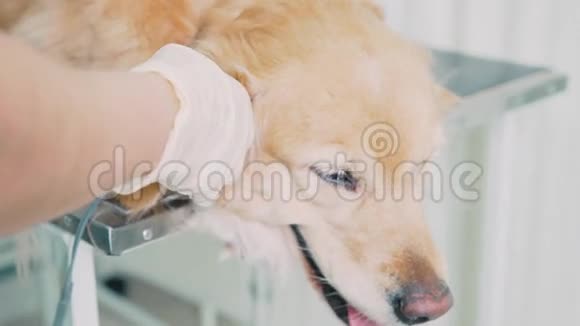 医生用脉搏血氧计检查一只狗视频的预览图