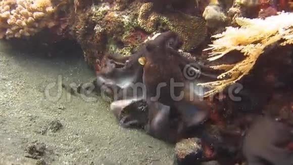 八爪鱼在巴厘岛水下视频的预览图