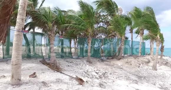 沙滩棕榈树百慕大群岛北大西洋海洋视频的预览图