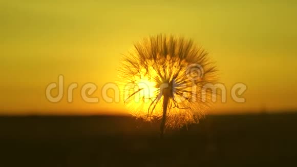蒲公英在田野的背景下美丽的日落日出时盛开的蒲公英花蓬松的蒲公英视频的预览图