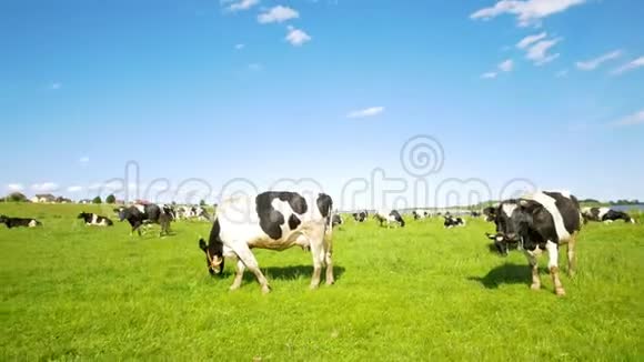 阳光明媚的夏日广袤的牧场上放着牧牛视频的预览图
