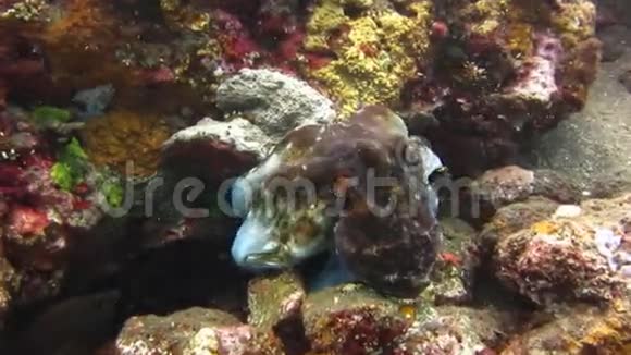 八爪鱼在巴厘岛水下视频的预览图