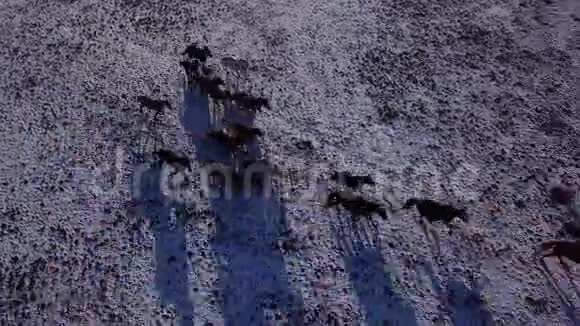 野马群在草地上飞过雪原自然野生动物美种马视频的预览图