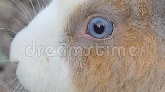大自然中的野泰兔视频的预览图