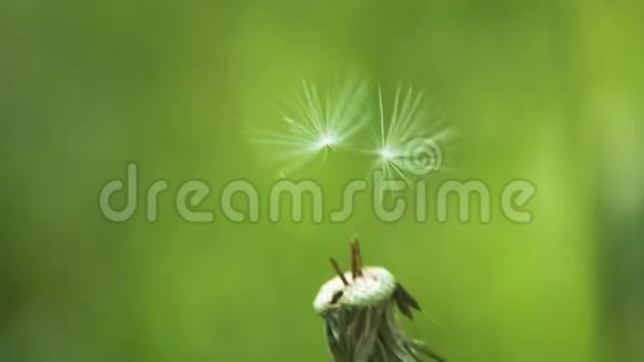 蒲公英的最后一粒种子在风中摇曳最后一个幸存者和坚韧蒲公英的概念视频的预览图