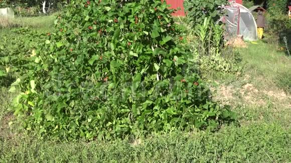 高豆豆科植物灌木在农村村舍花园倾斜起来4K视频的预览图