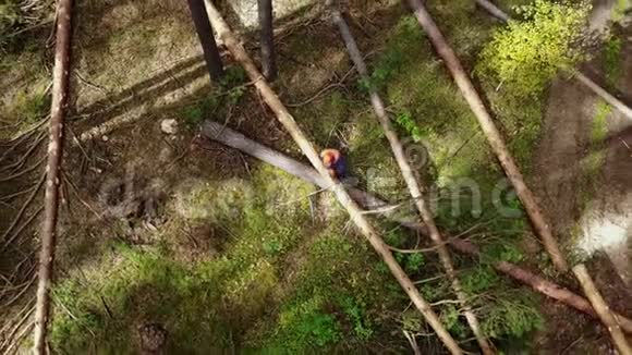 伐木工防护工用电锯在森林中砍柴用木材树视频的预览图