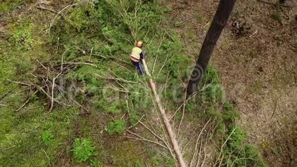 伐木工防护工用电锯在森林中砍柴用木材树视频的预览图