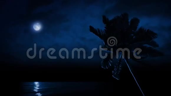 海上棕榈树在月光下点亮视频的预览图