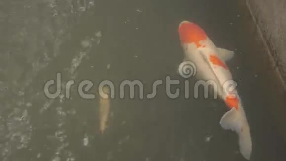 蒂拉皮亚在一个鱼场水下视频的预览图