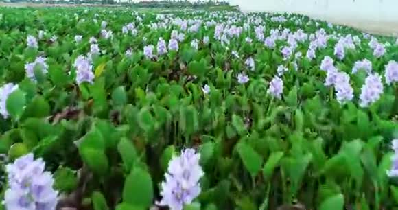 越南的沼泽景观上生长着百合花视频的预览图