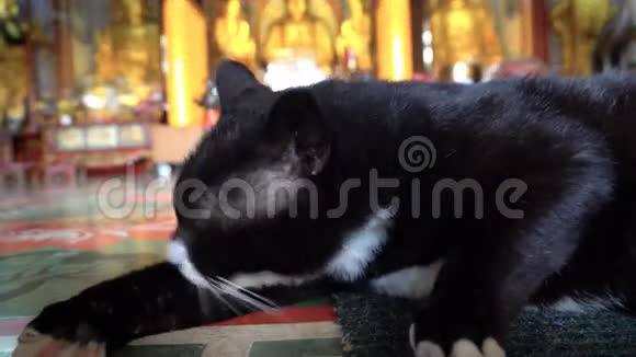 猫在佛寺漏水视频的预览图