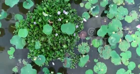 越南的沼泽景观上生长着百合花视频的预览图