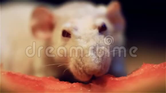 小白鼠啃西瓜饼视频的预览图