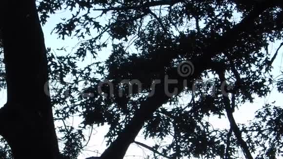 马拉松跑松鼠飞燕筑巢一次橡树叶视频的预览图