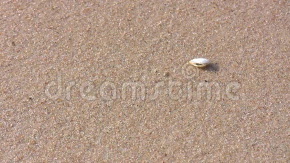 沙滩沙海浪和贝壳视频的预览图