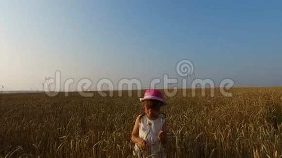 小女孩收集小麦小穗小麦变黄了很快它就会开始收割了视频的预览图