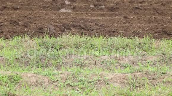 土土和拖拉机施肥场重型农业机械视频的预览图