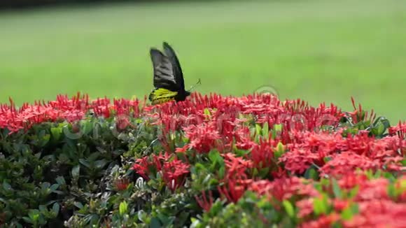 红色伊索拉和蝴蝶视频的预览图