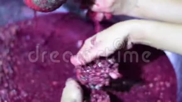 Bignay家庭葡萄酒加工过程中许多人用手粉碎捣碎和挤压水果视频的预览图
