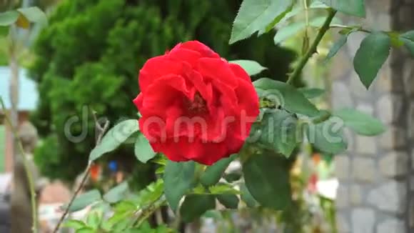 花园树枝上的野红玫瑰视频的预览图