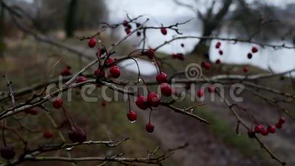 秋天的一天山楂浆果在树枝上山楂红色浆果自然背景特写视频的预览图
